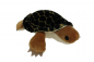 Preview: Arche-Noah Wasserschildkröte Walter