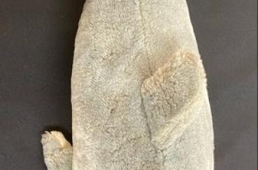 Preview: Steiff Delfin, ca. 45 cm