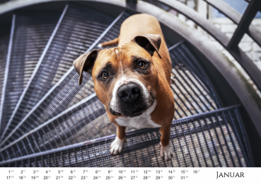 Listenhund-Kalender 2026 - A3 mit Ringbindung