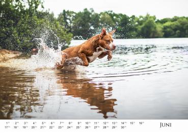 Preview: Listenhund-Kalender 2027 - A3 mit Ringbindung