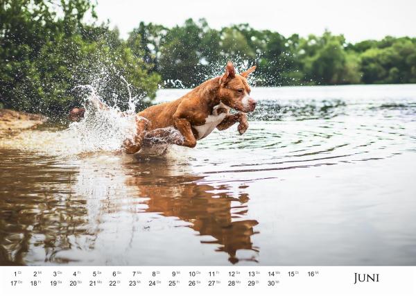 Listenhund-Kalender 2027 - A3 mit Ringbindung