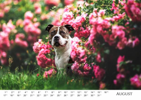 Listenhund-Kalender 2027 - A3 mit Ringbindung